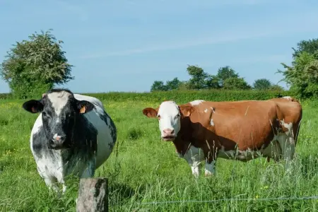 La Fermette, Gîte moderne avec jardin privé près de la forêt à Waimes - Photo 24