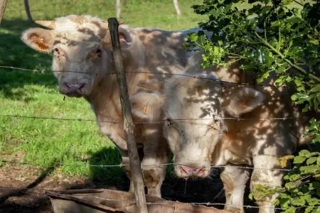 La Tzoumaz, Séjour à flanc de colline près de Coo Fall - Photo 31