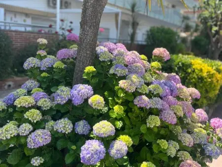 Appartement à Blanes avec piscine, proche plage de s'Abanell - Photo 17