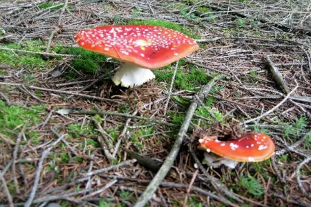 Le Vieux Sart 29, Grande maison de vacances spacieuse - Photo 21