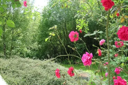 Domaine De L'Ecureuil 5, Séjour paisible en pleine nature à Bohon - Photo 36
