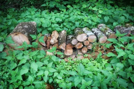 Les Epilobes, Forest Escape, Luxembourg - Photo 39