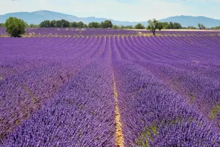 Résidence La Licorne de Haute-Provence 4, Appartement à Gréoux-Les-Bains près des lacs - Photo 15