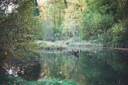 Refuge du Loup, Bungalow à Virton près du lac Rabais - Photo 21