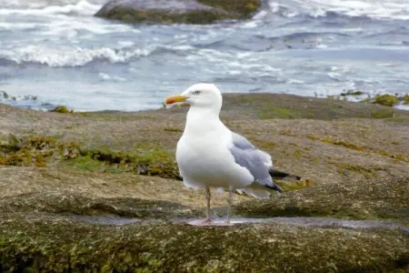 Le Domaine de Bertheaume, Escapade sur la côte bretonne - Photo 32