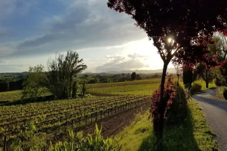 L'Olivera Dalt i Baix, Gîte à Subirats avec Piscine & Vignes - Photo 8