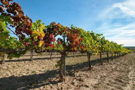 L'Olivera Dalt i Baix, Gîte à Subirats avec Piscine & Vignes - Photo 23