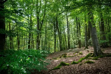 Resort Auf Kengert 1, Lodge à Larochette près des forêts et châteaux - Photo 16