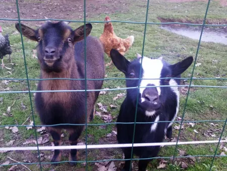 Maison de ferme restaurée avec animaux admis, proche du Cher - Photo 25