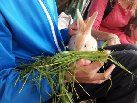 Ferme en Auvergne, terrasse, animaux admis, Gite 2 personnes à Vêtre sur Anzon - Photo 24