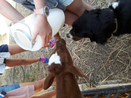 Ferme en Auvergne, terrasse, animaux admis, Gite 2 personnes à Vêtre sur Anzon - Photo 25