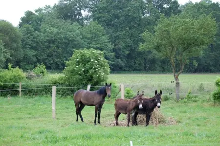 Les Volets Bleus, Belle maison de maître avec jardin clôturé - Photo 38