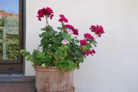 Bovadilla, Maison de vacances près de la forêt - Photo 35