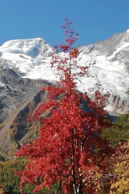 Aster, Appartement 4 personnes à Saas Fee - Photo 19