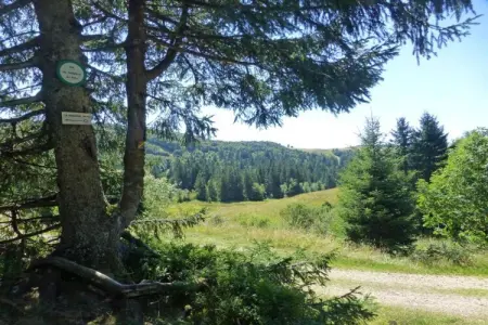 Le Chamois, Chalet à La Bresse près de forêt et lac - Photo 34