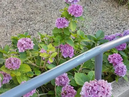 Maison rénovée à Moulins avec jardin et véranda - Photo 6