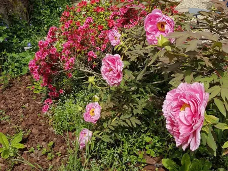 Maison rénovée à Moulins avec jardin et véranda - Photo 25