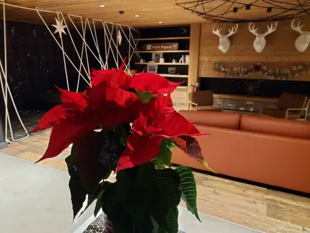 Luxueux 3 pièces aux Arcs 1600 avec piscine et spa, wifi, parking couvert, skis aux pieds - Photo 20