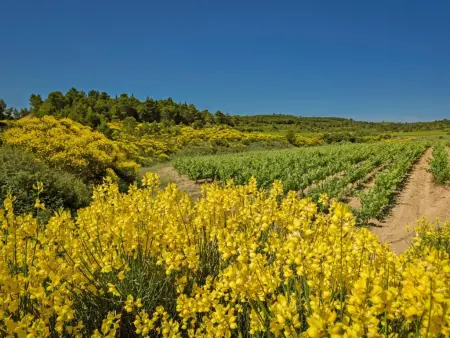 Ella Ella, Villa avec piscine et vue sur les vignobles - Photo 41