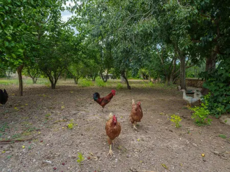 La Forca, Villa 10 personnes à Santa Margalida - Photo 59