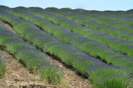 Ginepro, Ferme Montalto proche des plages - Photo 34