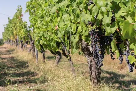 Gentile, Maison d'Hôtes à Monferrato et Dégustation - Photo 27
