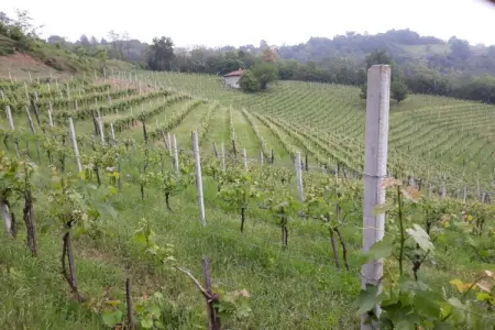 Gentile, Maison d'Hôtes à Monferrato et Dégustation - Photo 31