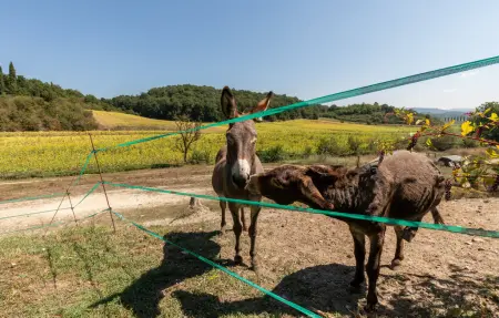 Poggiolo dei serviti, Maison 10 personnes à Città della Pieve - Photo 45