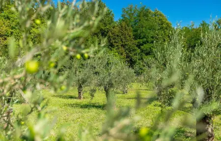 Villa Istria Green, Maison 10 personnes à Krsan - Photo 24