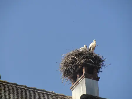 Gîte au calme avec 2 chambres, terrasse, jardin, BBQ et parking inclus à Breitenbach-Haut-Rhin - Photo 20