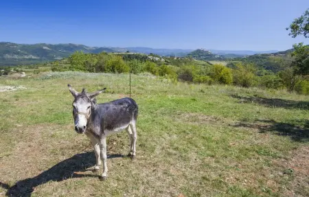 Villa Fiore Spinovci, Maison 8 personnes à Motovun - Photo 40