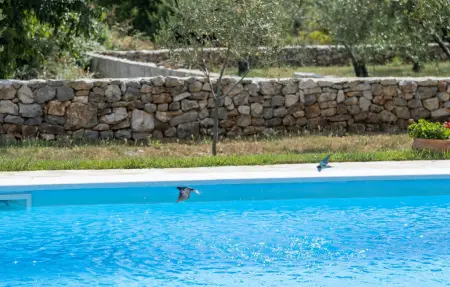 Villa Jerolim, Maison 8 personnes à Posedarje - Photo 10