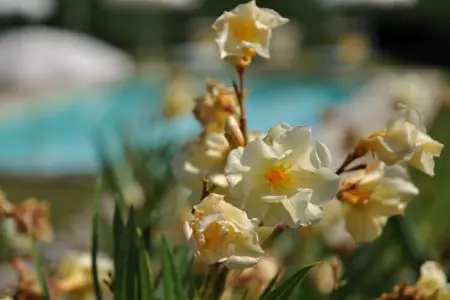 Casa Mario, Magnifique chalet avec piscine à Dicomano - Photo 25