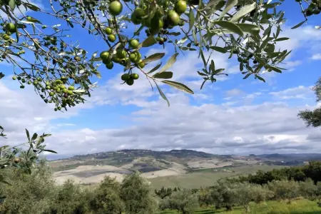 Allodola, Charme toscan près de Volterra - Photo 31