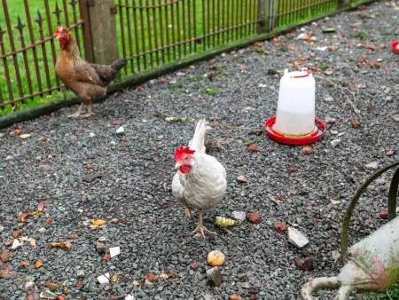De Marckhoeve, Ferme de luxe avec jardin spacieux à Merksplas - Photo 59