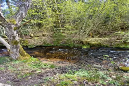 Ferienhaus mit eigener Bar am Bach in Saint Quirin, Retraite nature en Lorraine - Photo 26