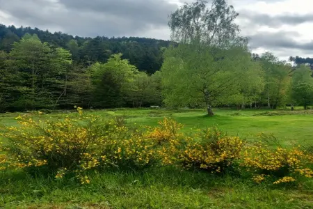 Ferienhaus mit eigener Bar am Bach in Saint Quirin, Retraite nature en Lorraine - Photo 35