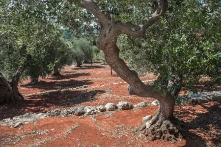 Luxury Trullo Termetrio in Cisternino, Trullo à Cisternino avec Piscine Infinie - Photo 28