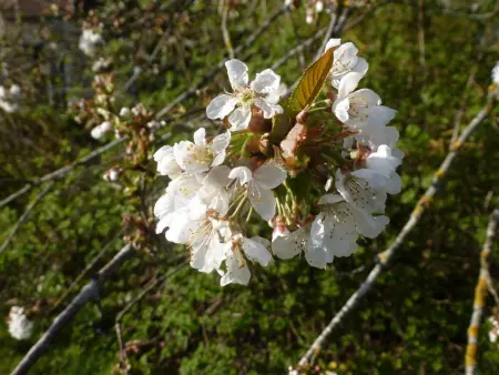 Gîte rénové au calme avec jardin clos à Boissets - Photo 30