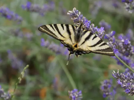 Gîte rénové au calme avec jardin clos à Boissets - Photo 32
