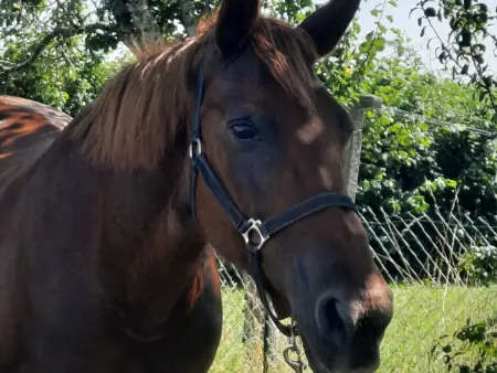 Gîte chaleureux avec jardin, accueil chevaux, proche Loire à Vélo et sites historiques - Photo 34