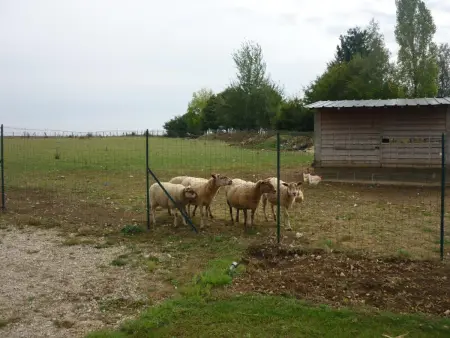 Gîte moderne dans ferme rénovée avec piscine chauffée, animaux acceptés - Photo 10
