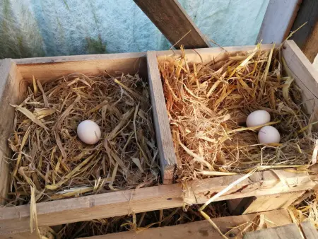 Gîte tout inclus avec piscine privative, activités de plein air et animaux en liberté - Photo 28