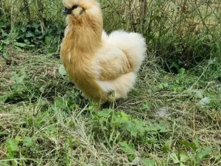 Gîte tout inclus avec piscine privative, activités de plein air et animaux en liberté - Photo 29