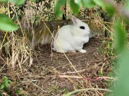 Gîte tout inclus avec piscine privative, activités de plein air et animaux en liberté - Photo 30