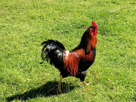 Gîte tout inclus avec piscine privative, activités de plein air et animaux en liberté - Photo 31
