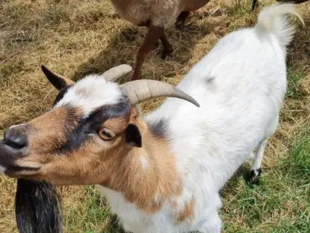 Gîte tout inclus avec piscine privative, activités de plein air et animaux en liberté - Photo 32