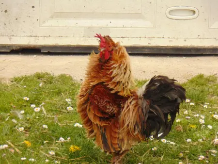 Gîte tout inclus avec piscine privative, activités de plein air et animaux en liberté - Photo 34