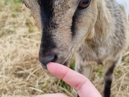 Gîte tout inclus avec piscine privative, activités de plein air et animaux en liberté - Photo 35